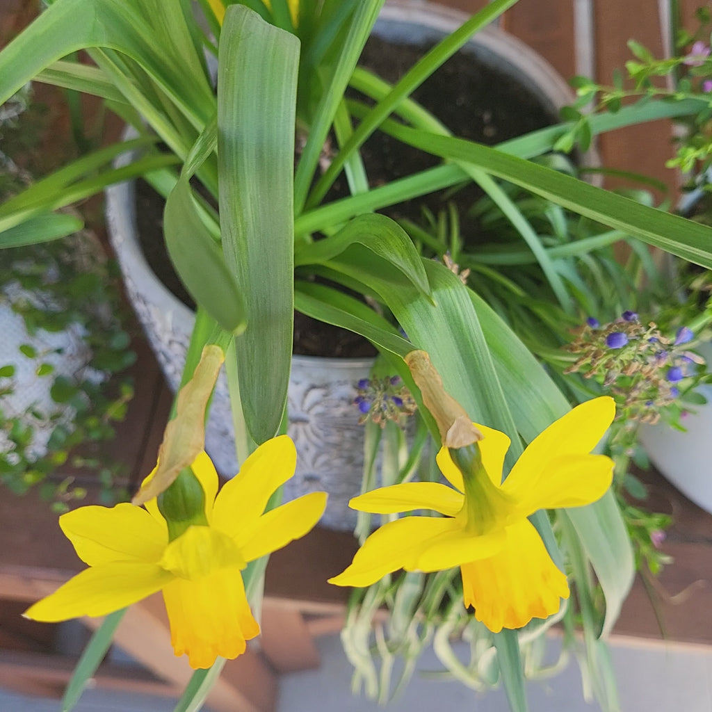 Bracelet - ✨️🌙 A JEWEL WOVEN WITH LOVE ✨️🌙